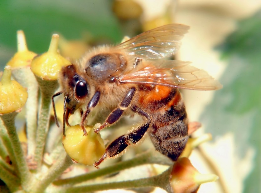 Le foto con il nuovo flash